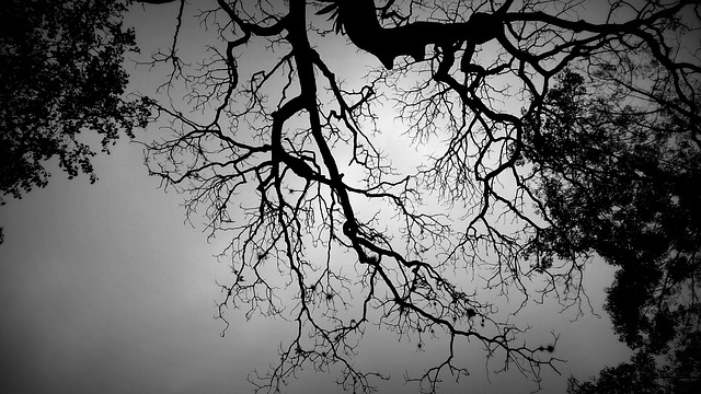 Shadow Tree Black And White Tree  - GieziUzziel / Pixabay