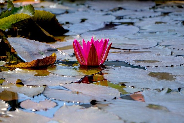 Water Lily Lotus Flower Lily Pads  - NickyPe / Pixabay