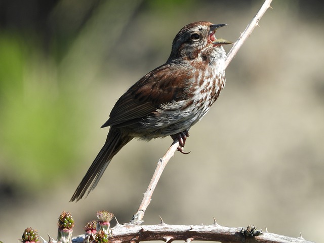 Song Sparrow Bird Nature Animal  - Veronika_Andrews / Pixabay