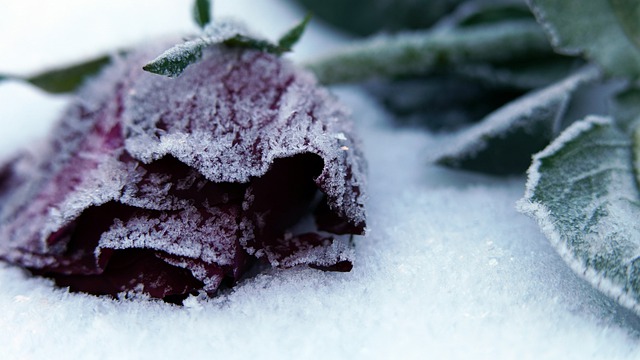 Cemetery Grave Red Rose Faded Iced  - Mylene2401 / Pixabay