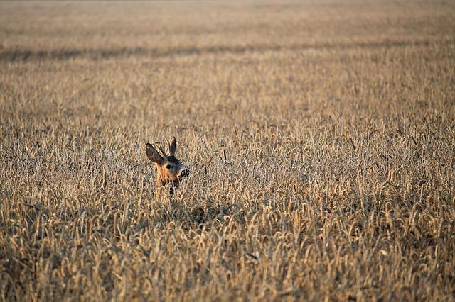 Deer Fallow Deer Grain Field Nature  - hansbenn / Pixabay