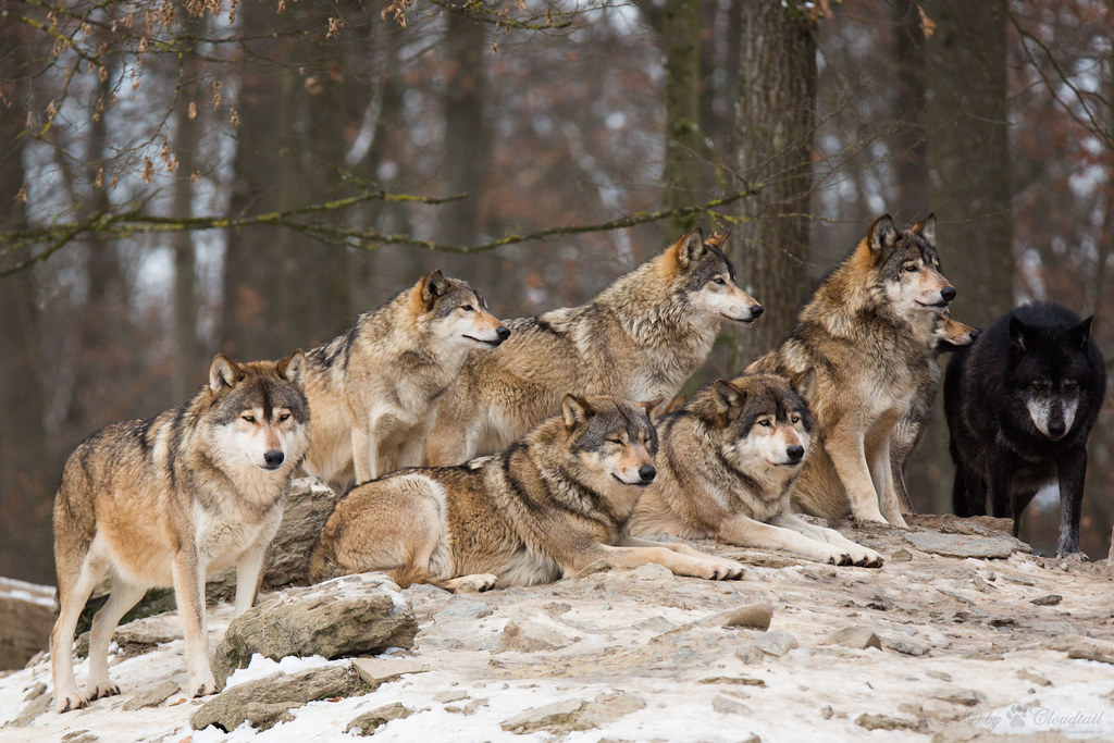 Wolf pack