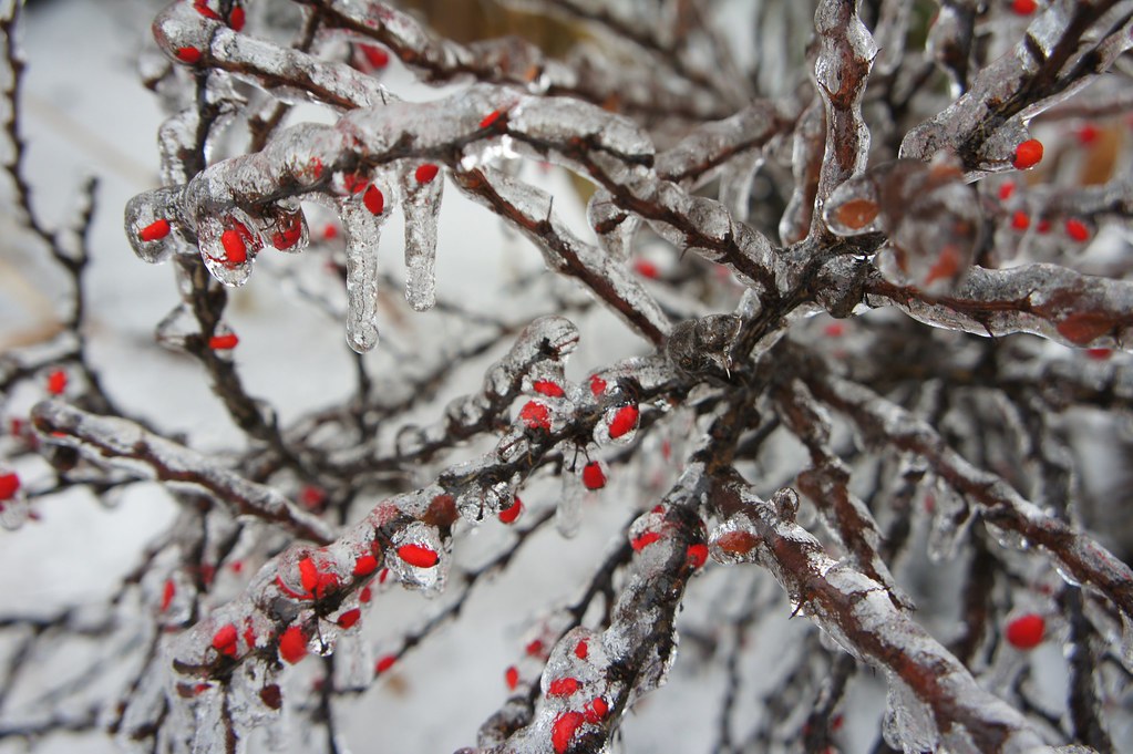 Toronto Ice Storm 2013