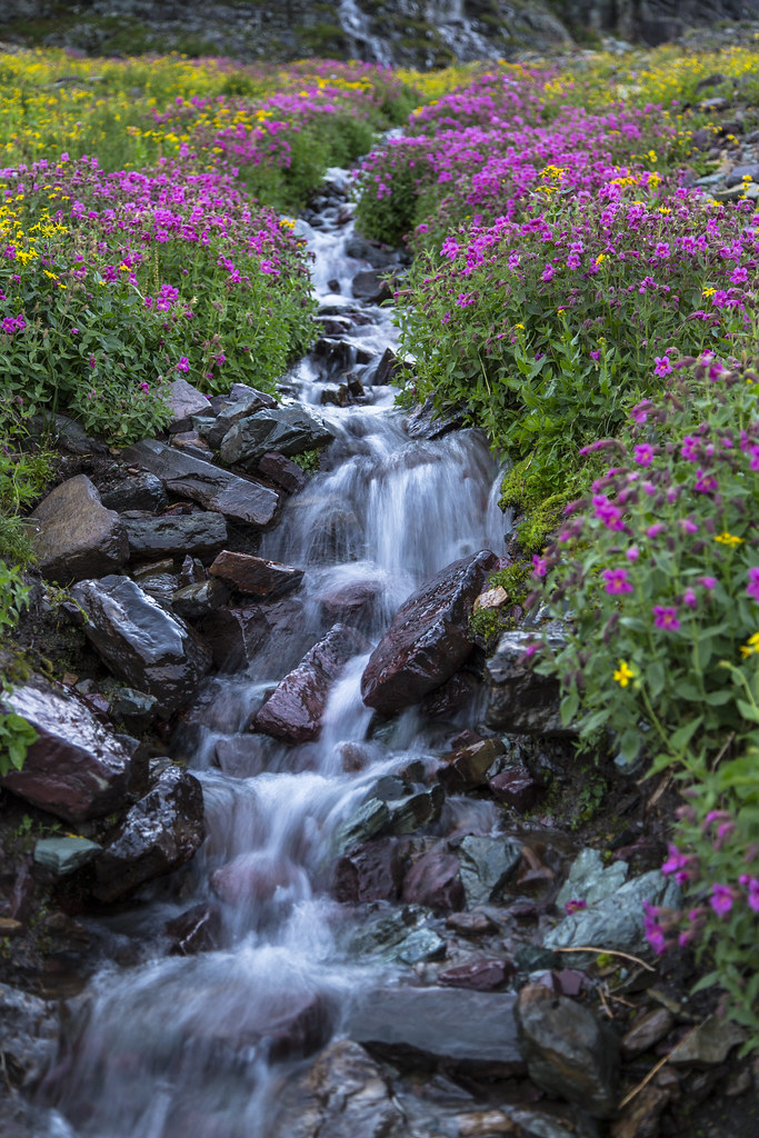 Wildflowers Below Clements Mountain Portrait